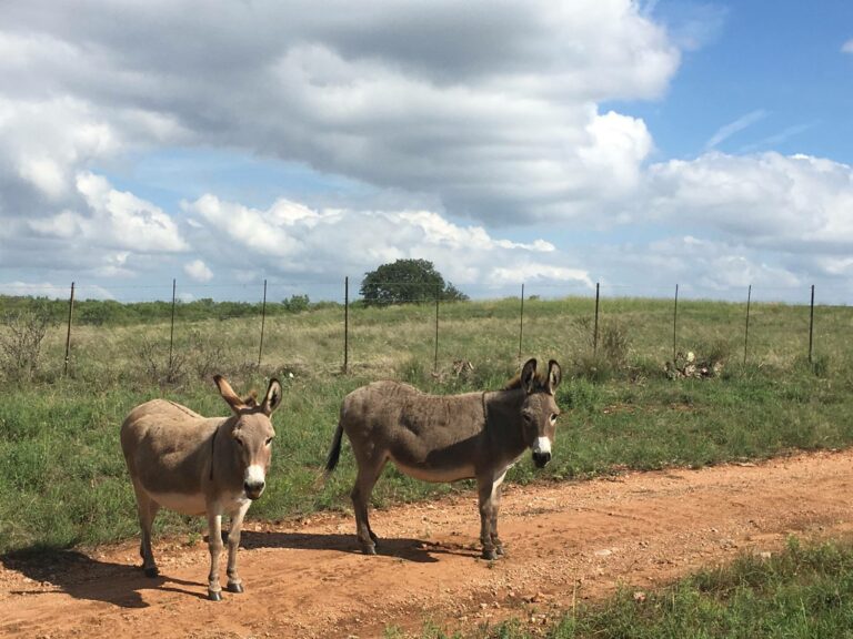 23509499 2016533095024355 7290710059270738768 o 768x576