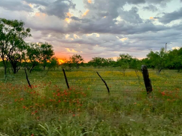 96011840 4183035091707467 1737543326132862976 n 768x576