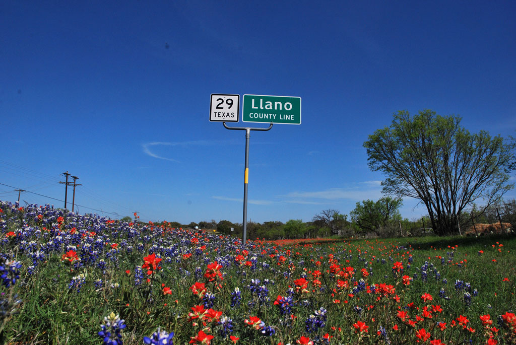Llano County Texas 29 wildflowers