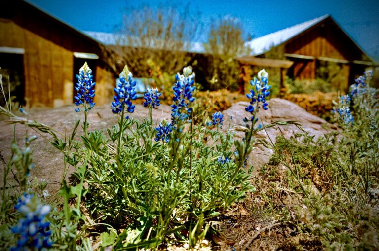 43. Bluebonnets 768x509